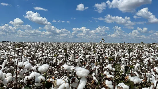 Endless cotton field with fluffy white bolls under a bright blue sky and scattered clouds, creating a calm rural scene