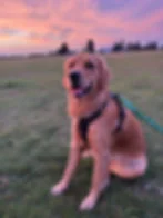 Golden retriever in a harness sits on grass at sunset, panting happily with a pastel pink sky and city skyline behind.