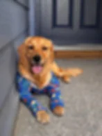 Golden retriever in blue patterned pajamas on a porch by a dark door, panting with tongue out, looking happy.