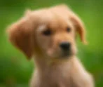 Close-up of a golden retriever puppy with floppy ears and dark eyes against a blurred green background, looking curious.