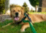 Golden retriever lying on grass in a park, wearing a black harness with a green leash, panting happily with tongue out