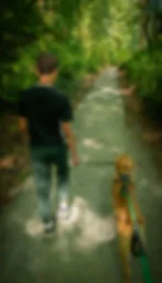 Boy walks a golden dog on a sunlit forest path; the dog carries a stick on a green leash.