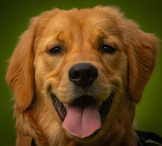 Close-up of a golden retriever panting, tongue out, against a blurred green background.