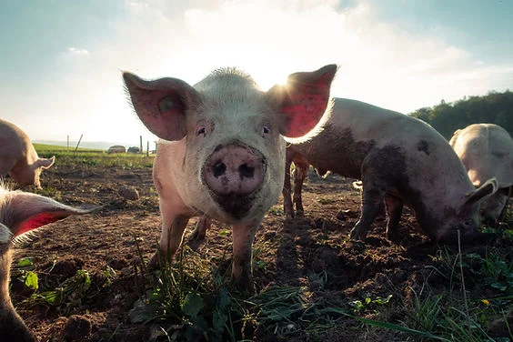 Pig in a muddy field at sunset, backlit by the sun, with other pigs grazing in the background.