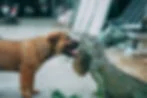 Brown dog licks a green iguana on a concrete surface, with blurred street debris in the background.