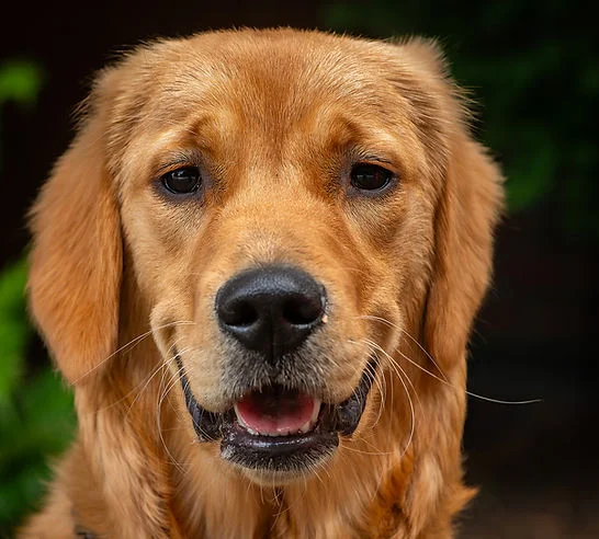 Close-up of a golden retriever with an open mouth, staring calmly at the camera against a dark blurred background.