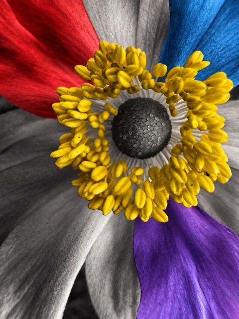 Flower 1