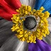 Finding Beauty Beyond Rankings in the World of Flowers